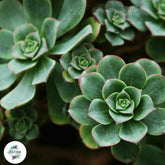 Aeonium haworthii / 40 seeds (Pinwheel)